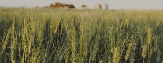 Green wheat growing in a field
